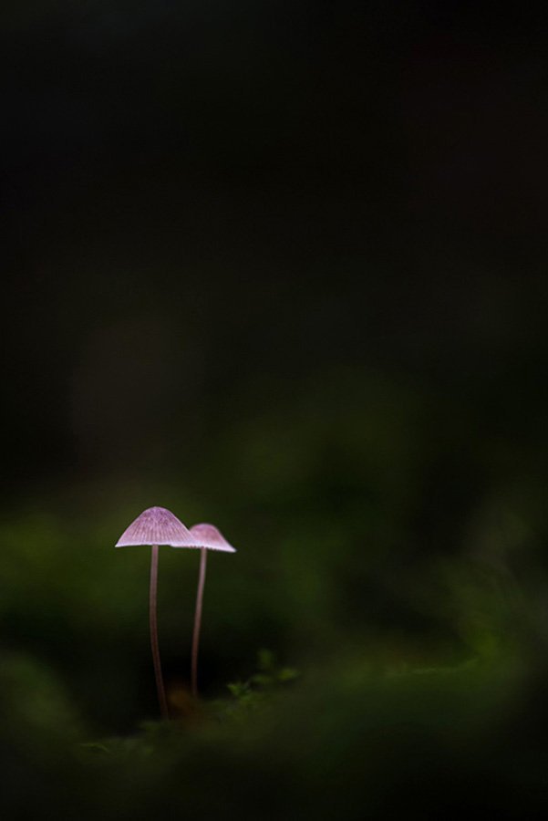 Mycena sp.