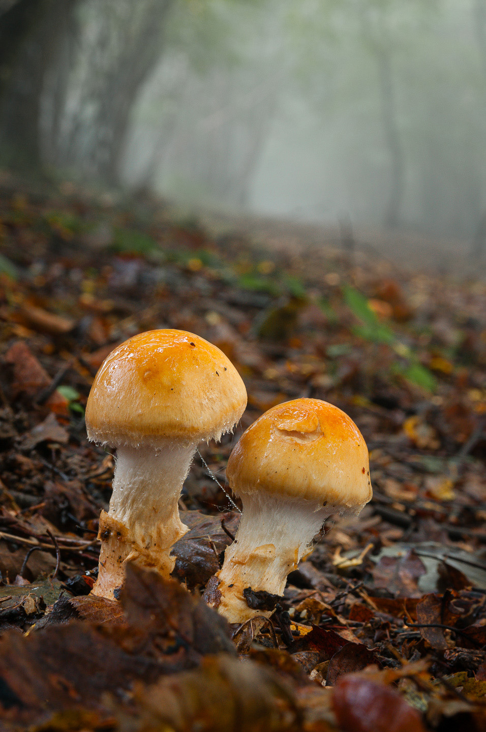 orange grisette