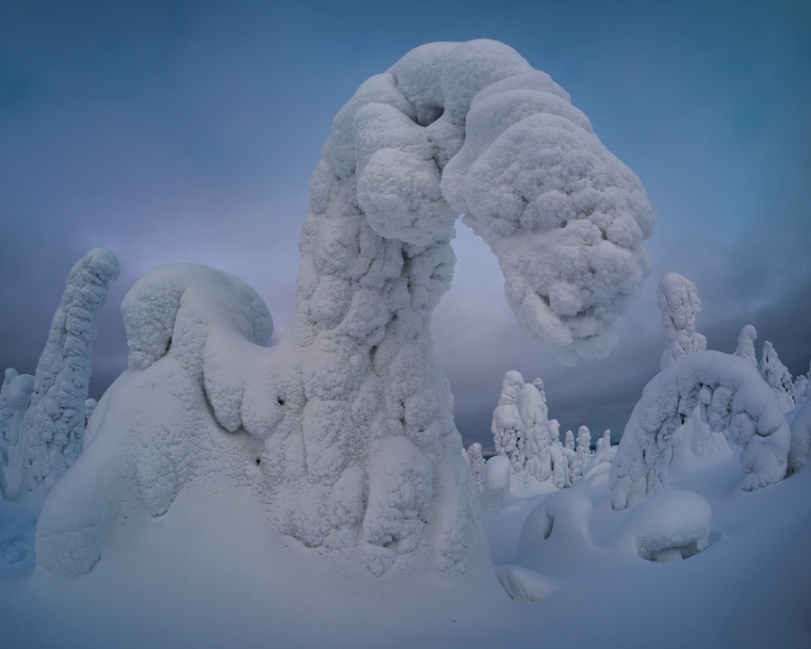Frozen trees (tykky) at dusk Kuusamo, Finland
