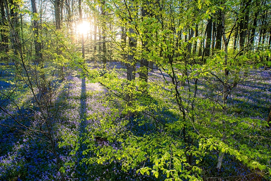 Aerial of a bluebell wood in spring Kent, England