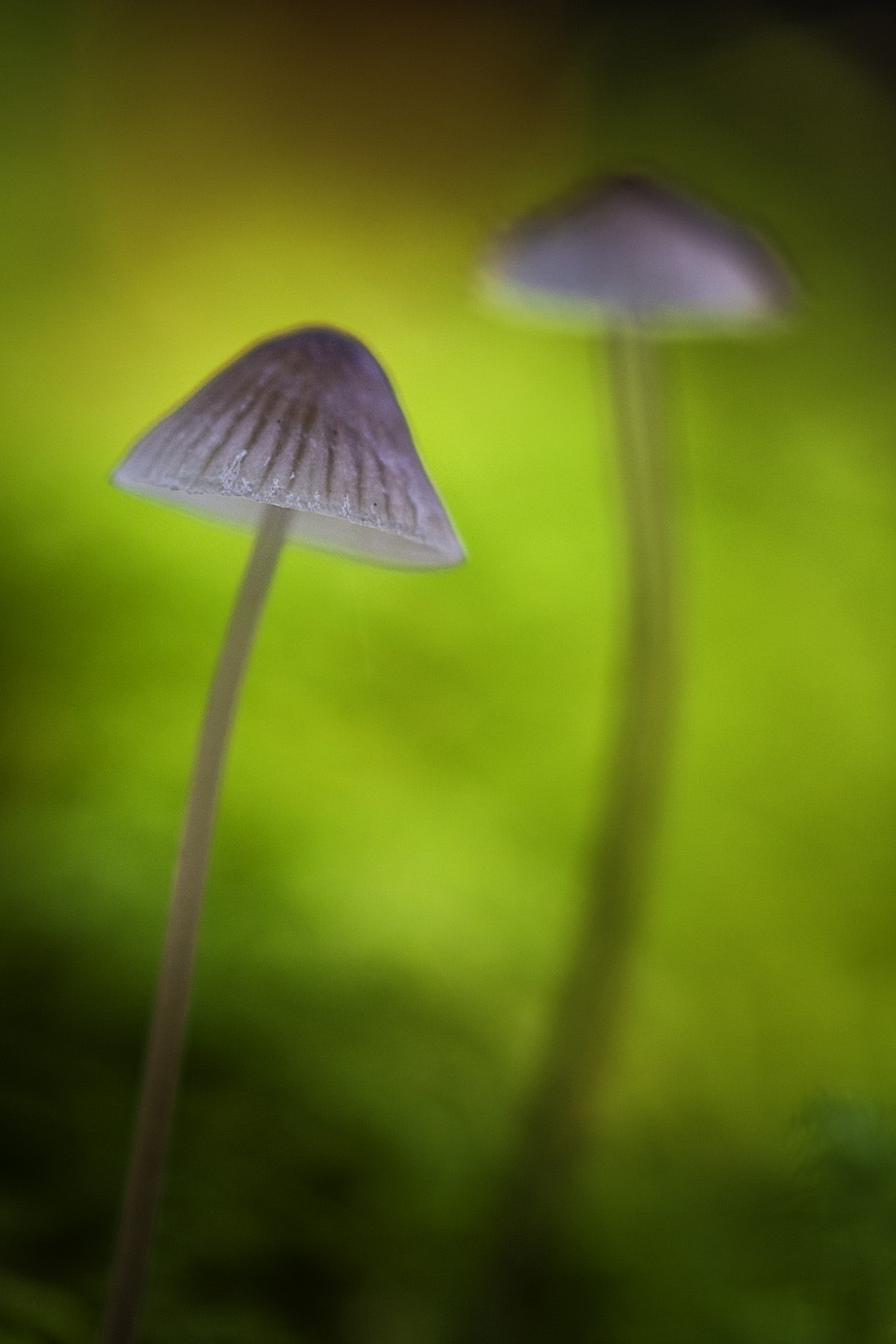 mycena 