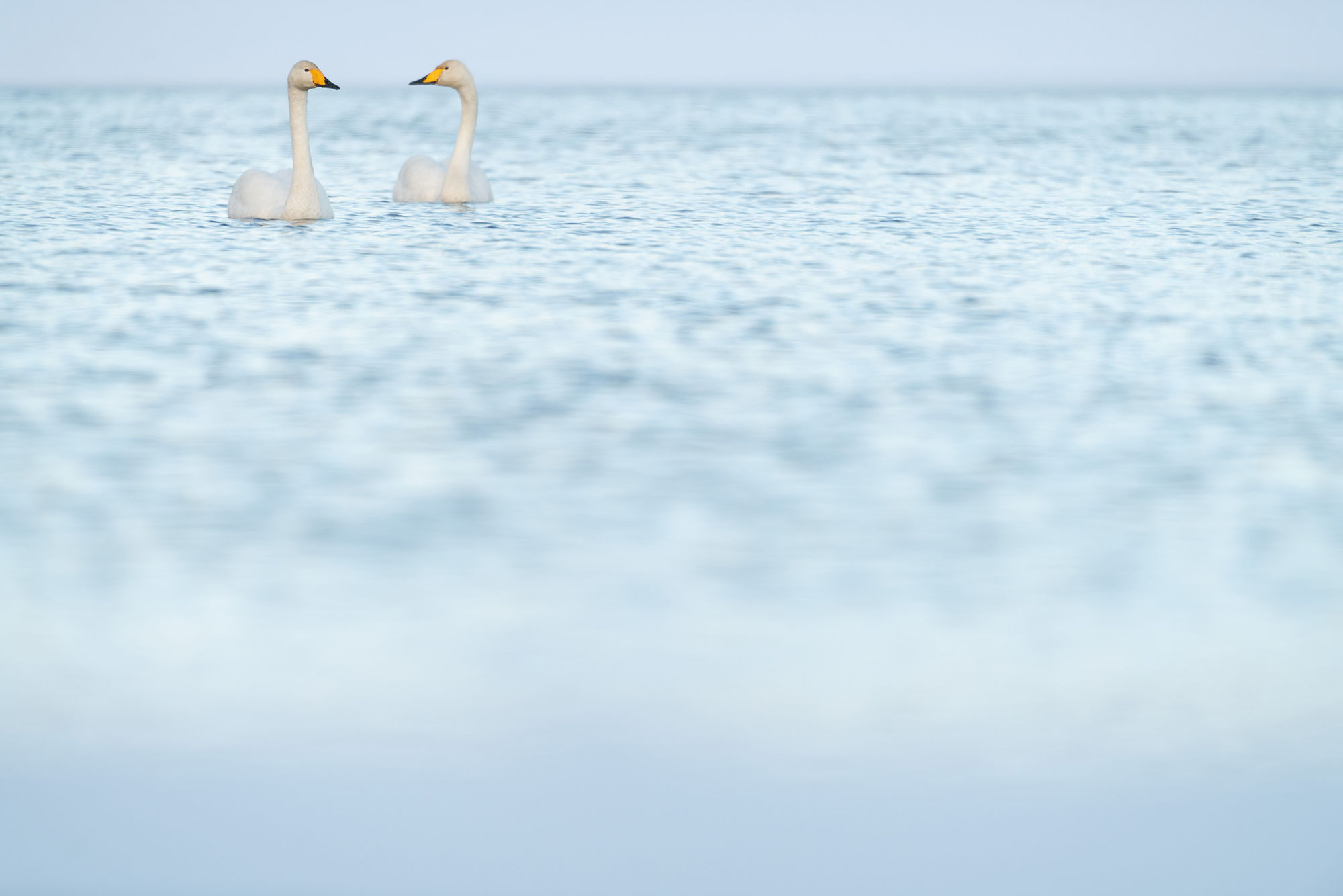 Whooper view blue