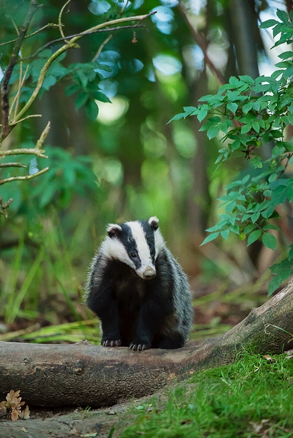 Badger cub