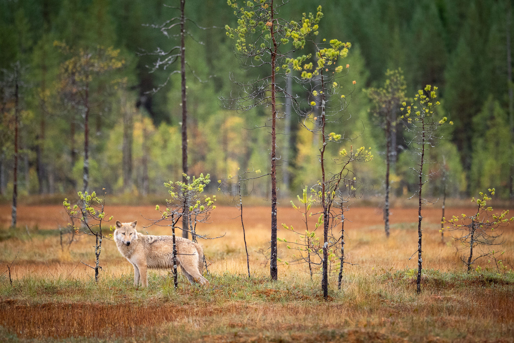 white wolf