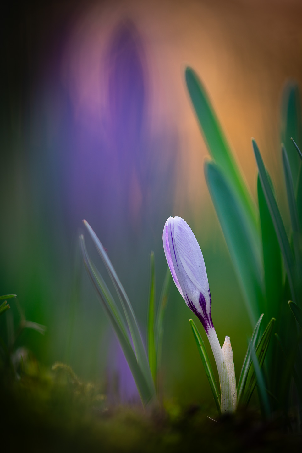Crocus