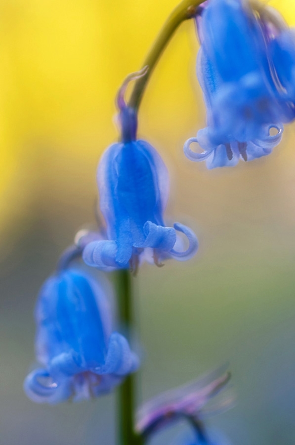 Bluebell at sunrise