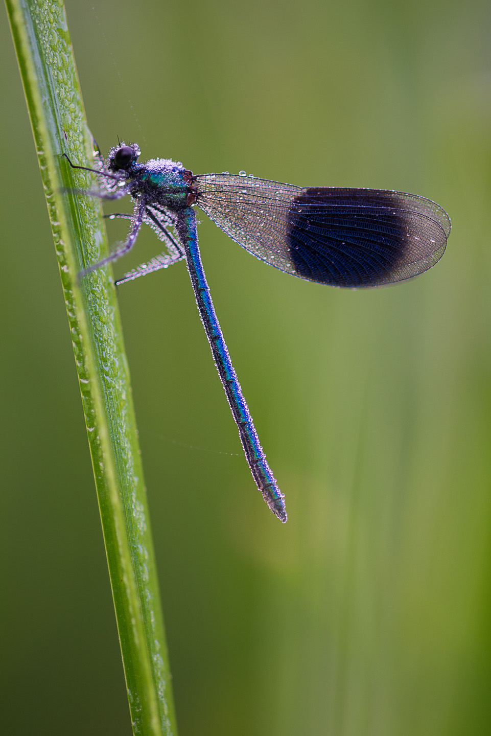 Banded demoiselle up std