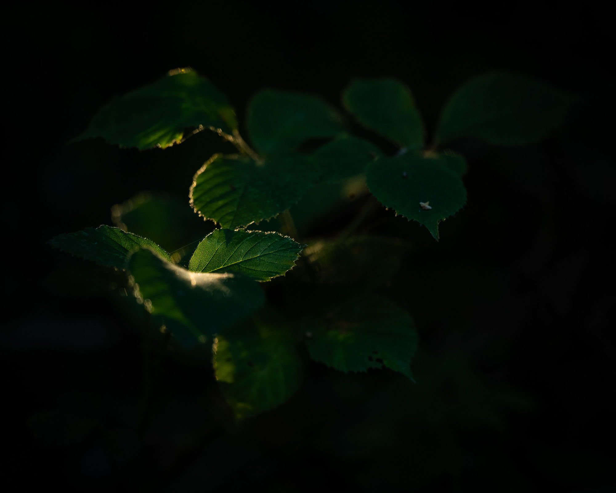 Willow leaves backlit by the early morning sun