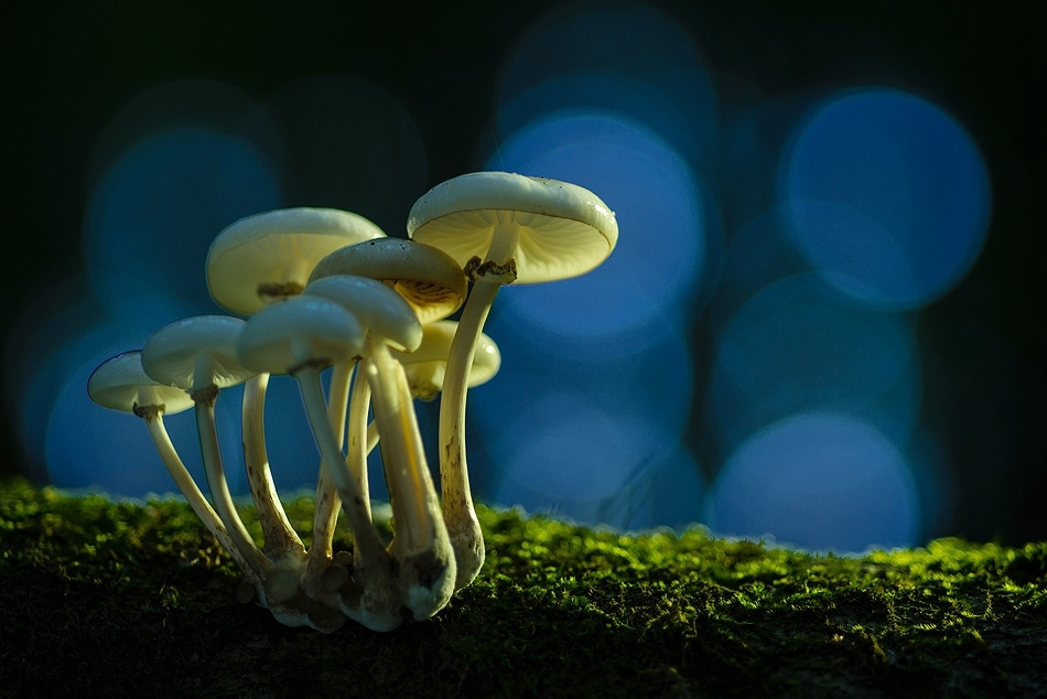 Porcelain mushroom