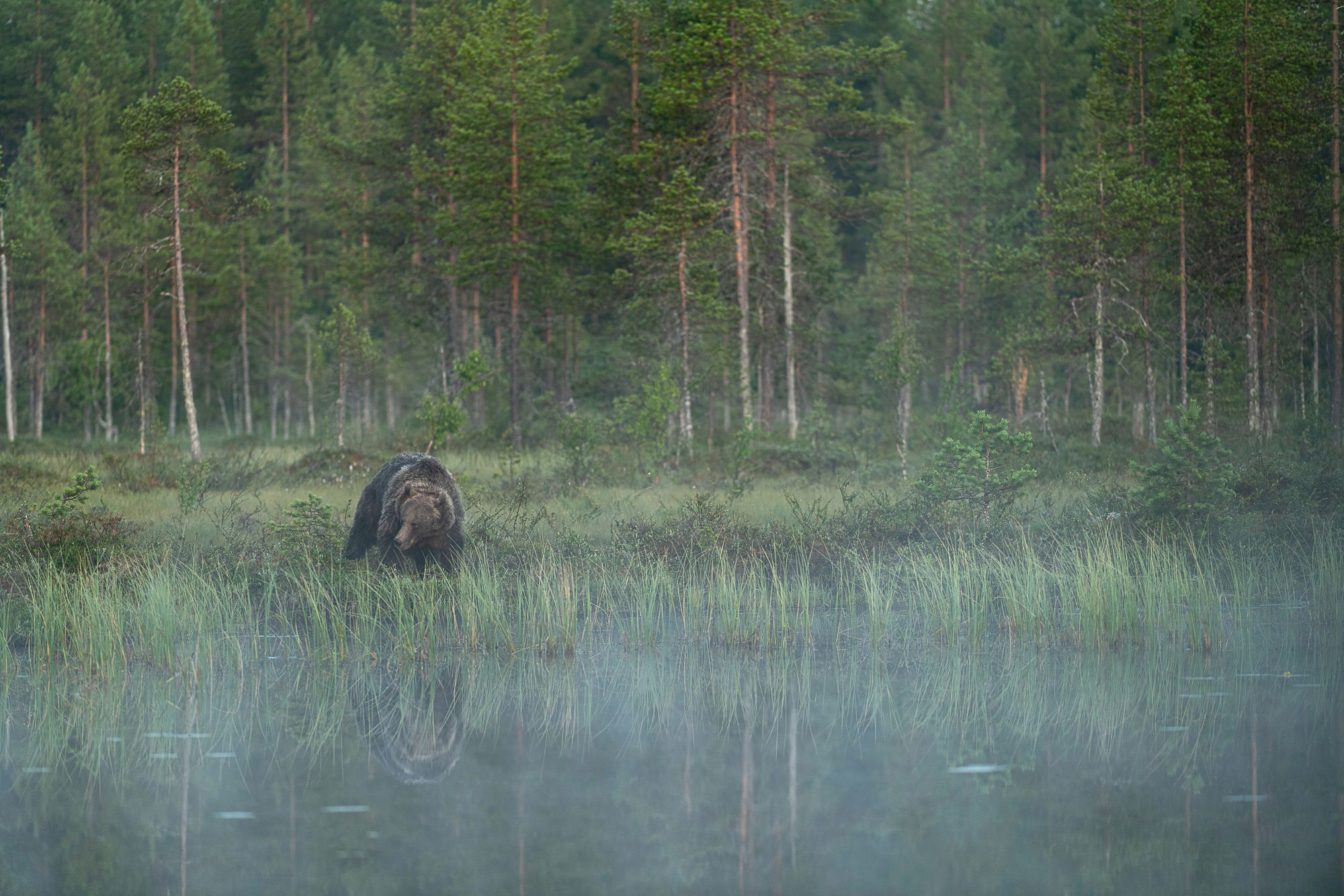 Bear wide mist
