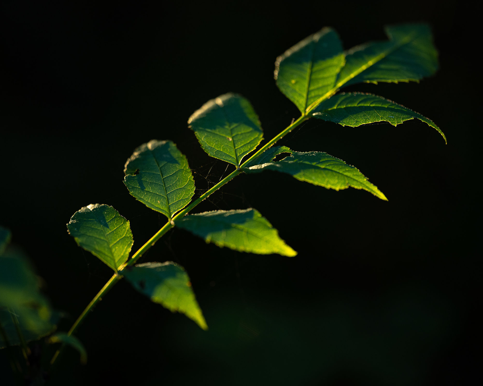 diagonal backlit leaves