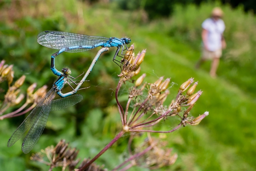 Common blue damselflies mating along the footpath of the River Stour, Canterbury