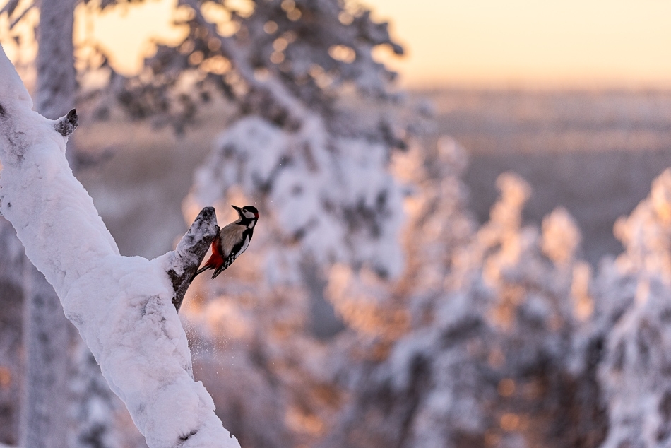 Great-spotted woodpecker ​​​​​​​Kuusamo, Finland