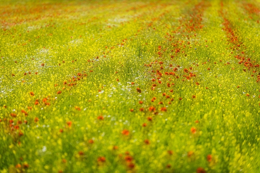La Fioritura, Umbria #17