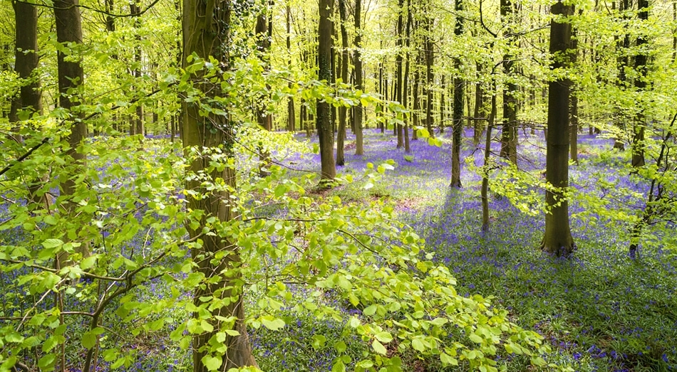 Aerial of bluebells in a beechwood in spring Kent, England
