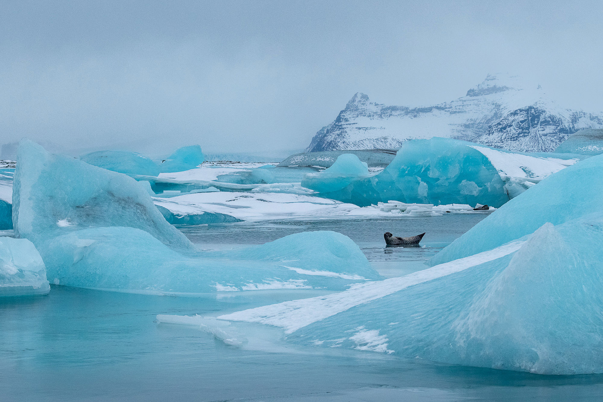 Harbour seal