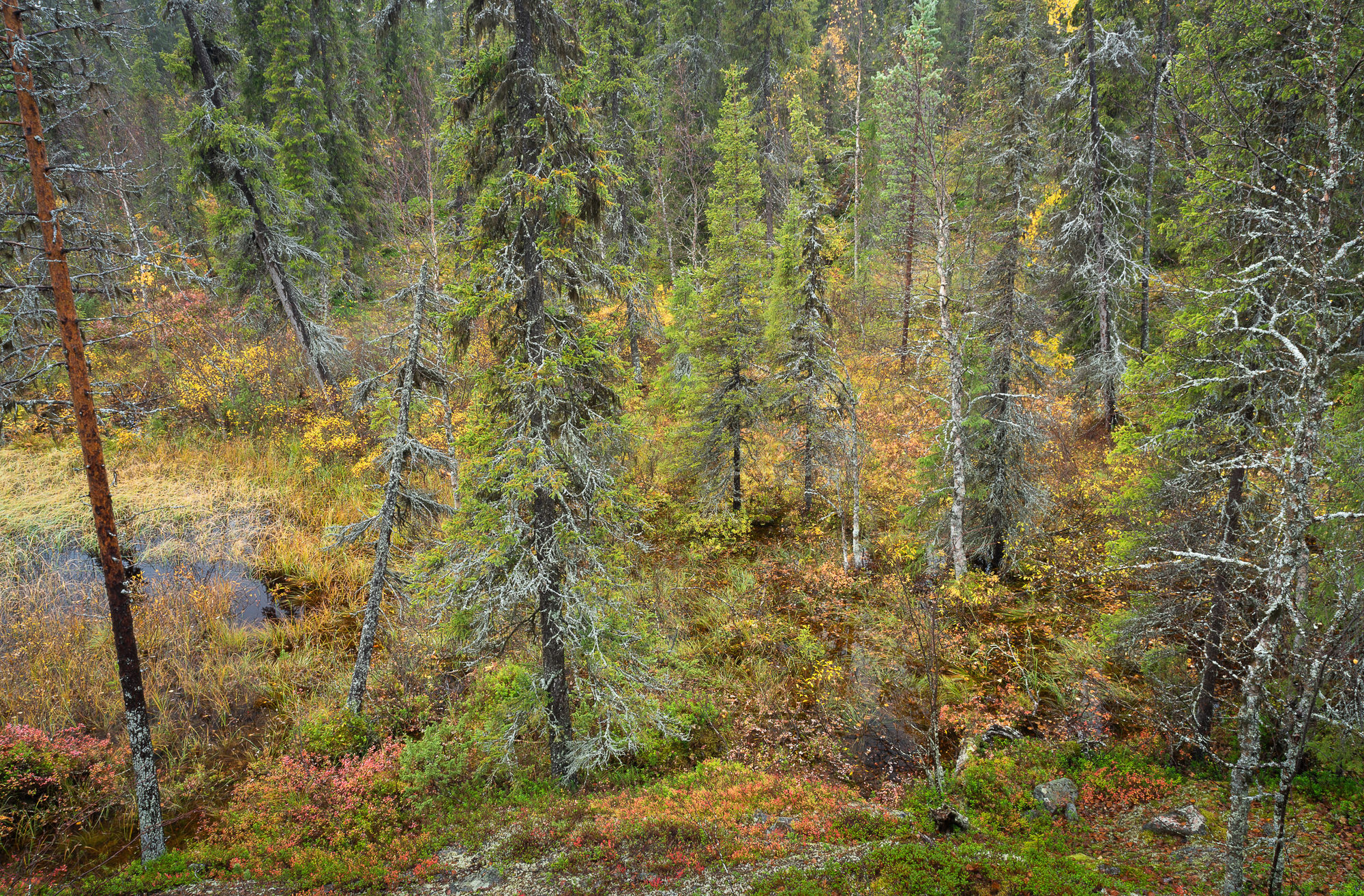 autumn forest rain