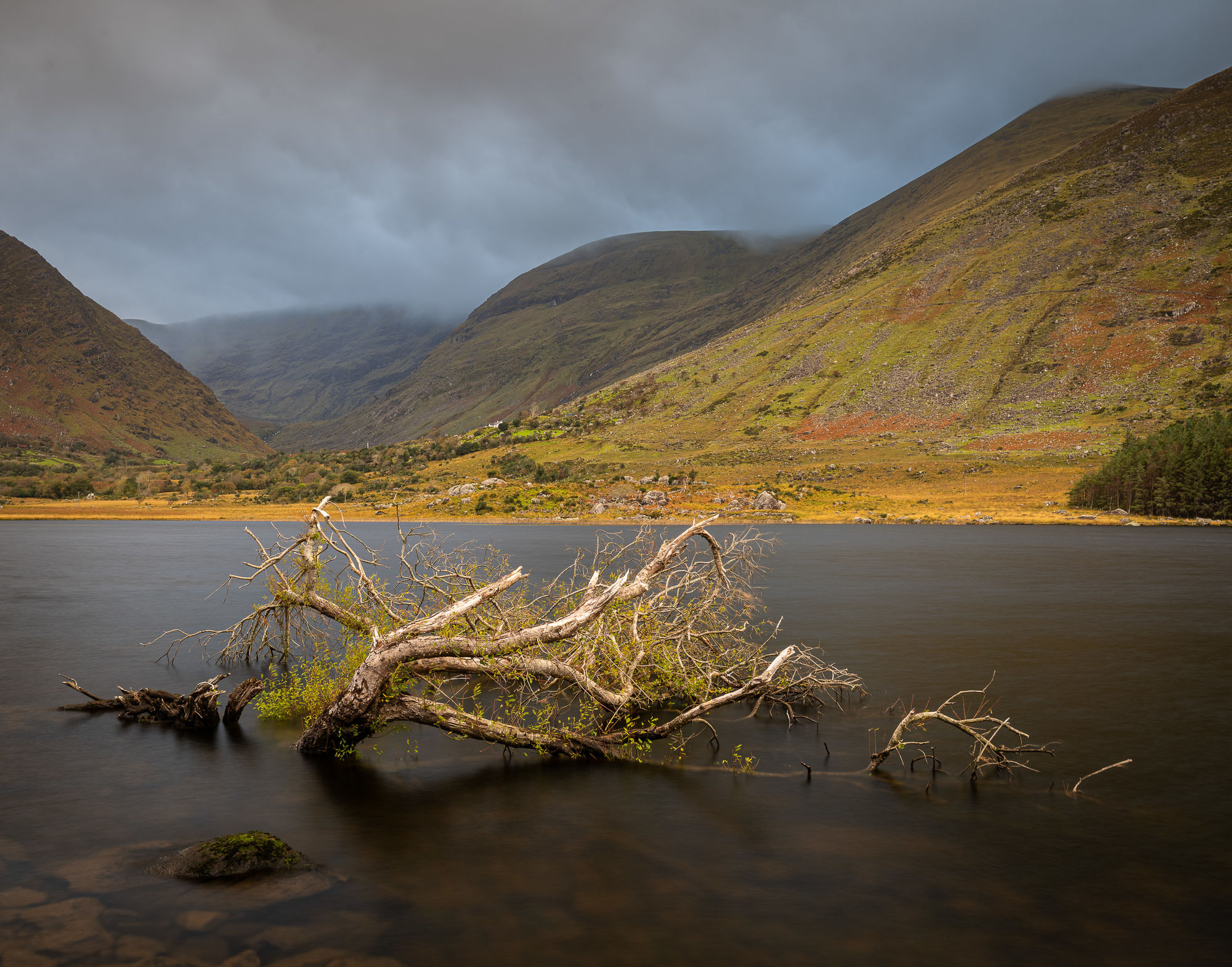 BV tree in lake
