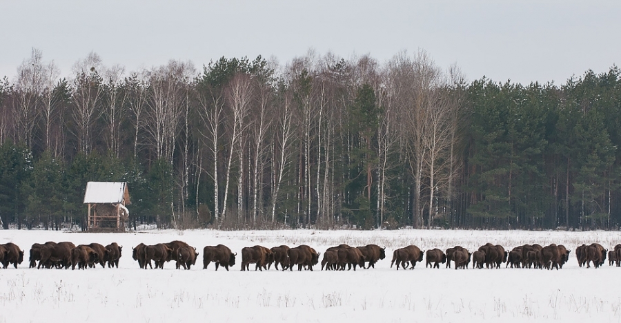 European bison herd Bialowieza, Poland