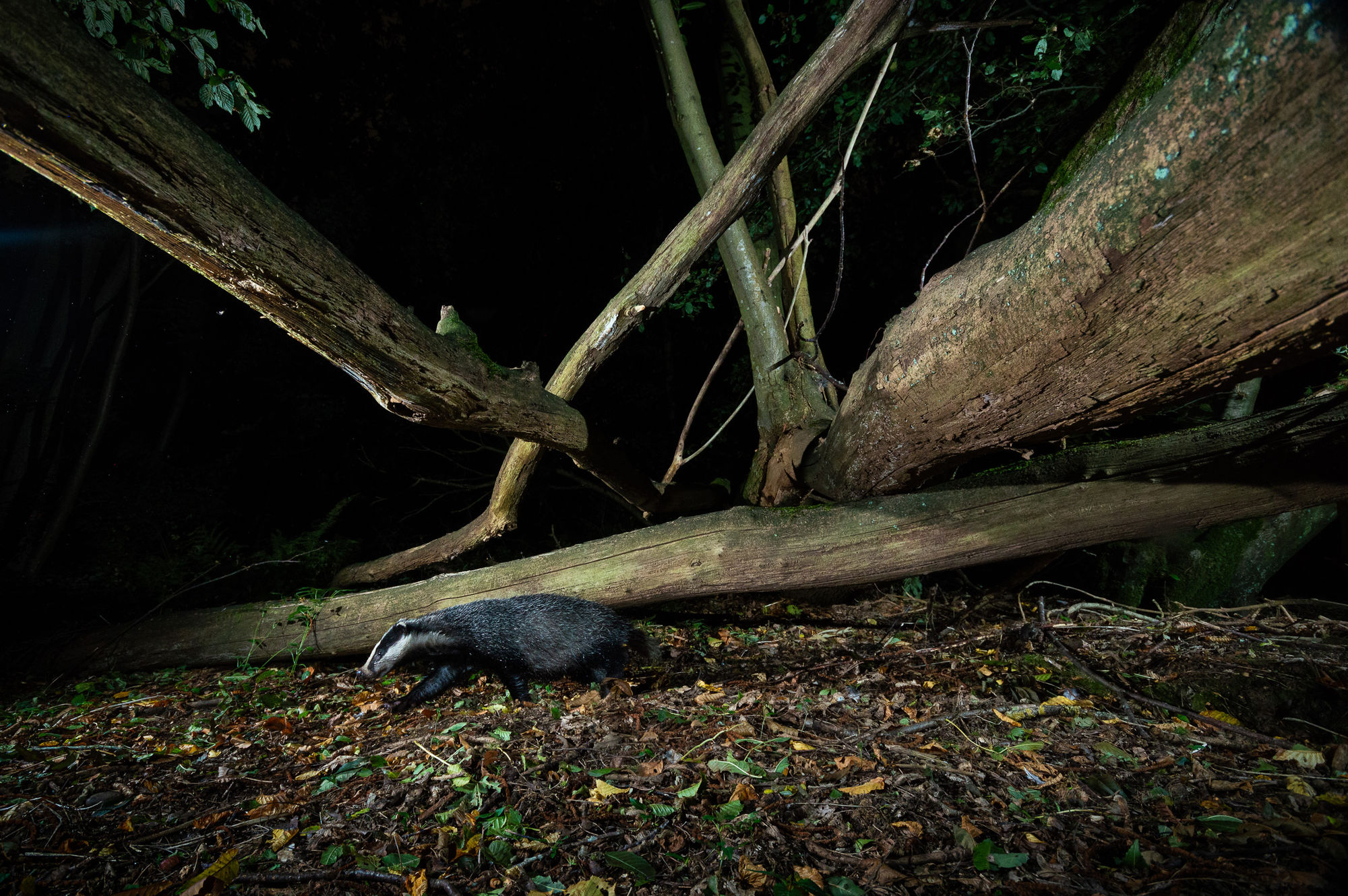 Camera Trapping
