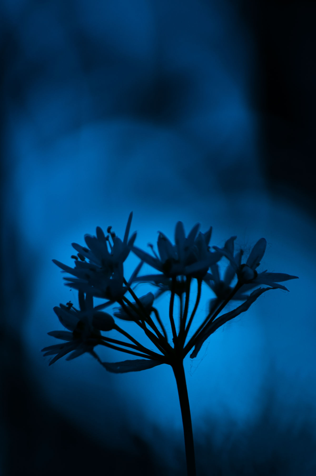 Twilight