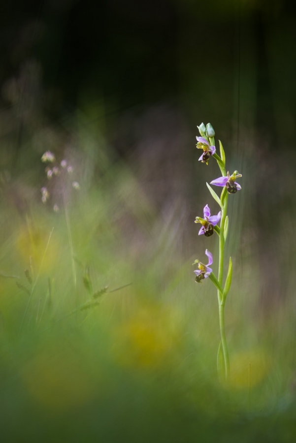 Bee orchid