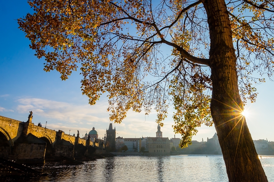 Charles Bridge and birch tree on an autumn morning Prague, Czech Republic