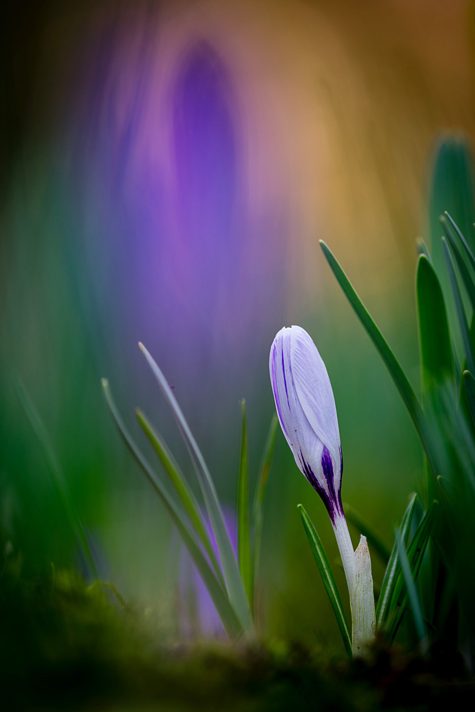Crocus
