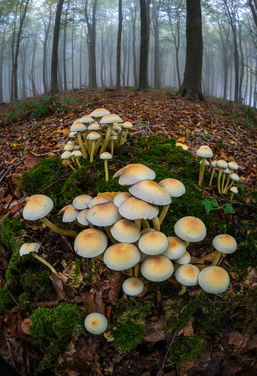 Sulphur tuft