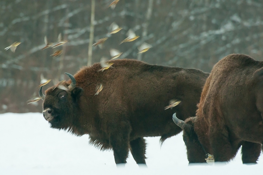 European bison and yellowhammer flock ​​​​​​​​​​​​​​Bialowieza, Poland