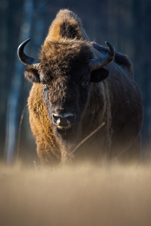 European bison ​​​​​​​​​​​​​​Bialowieza, Poland