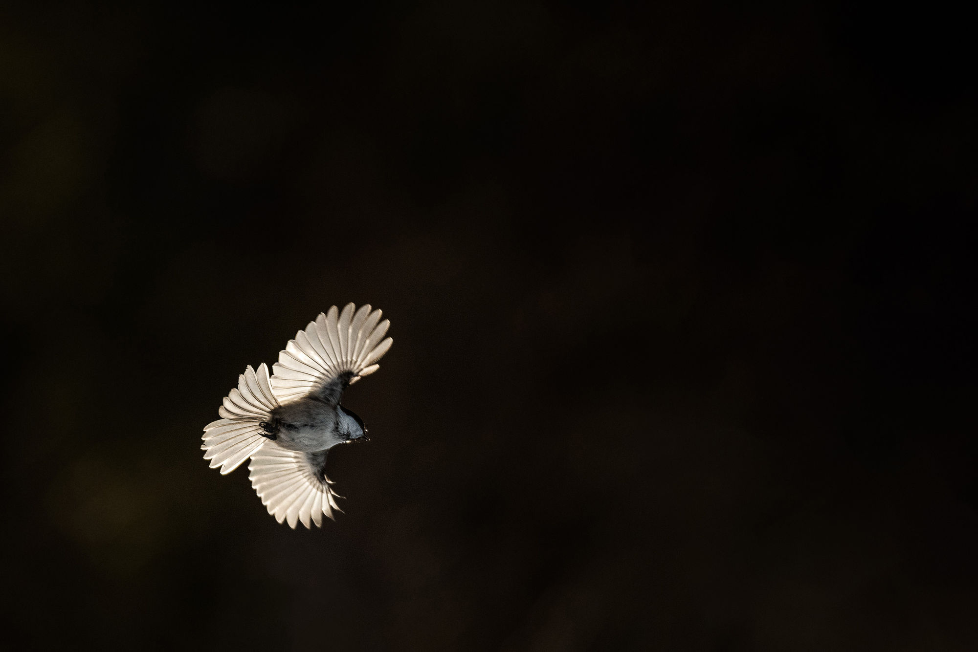 winter willow tit backlit
