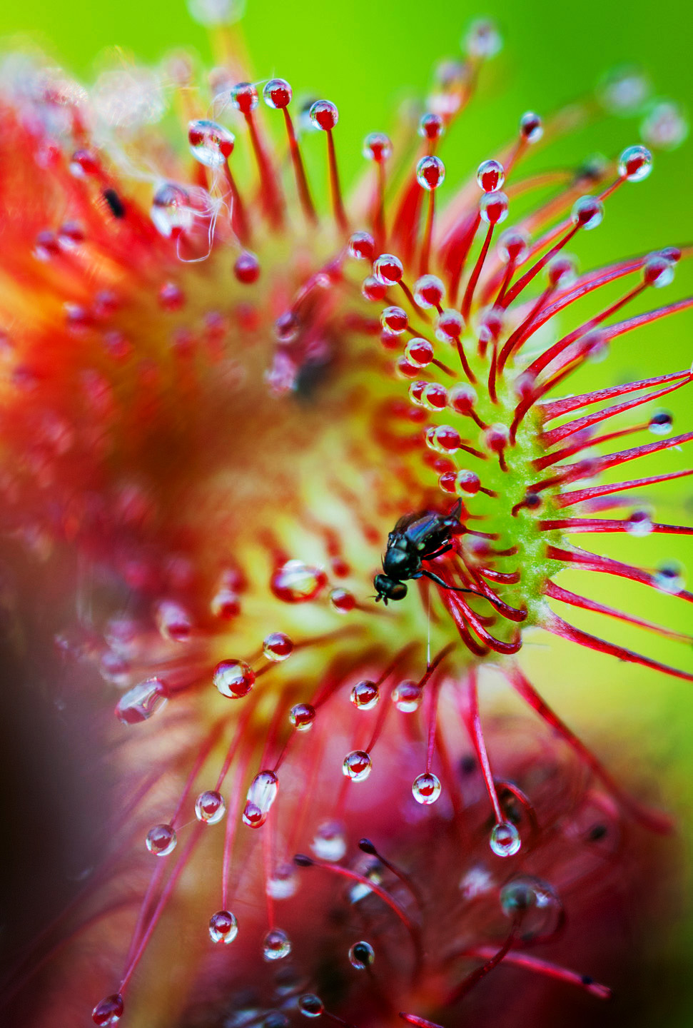 Sundew with prey