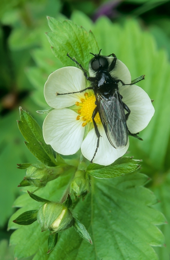 St. Mark's fly on wild strawberry flower