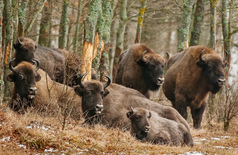 European bison, Bialowieza, Poland.