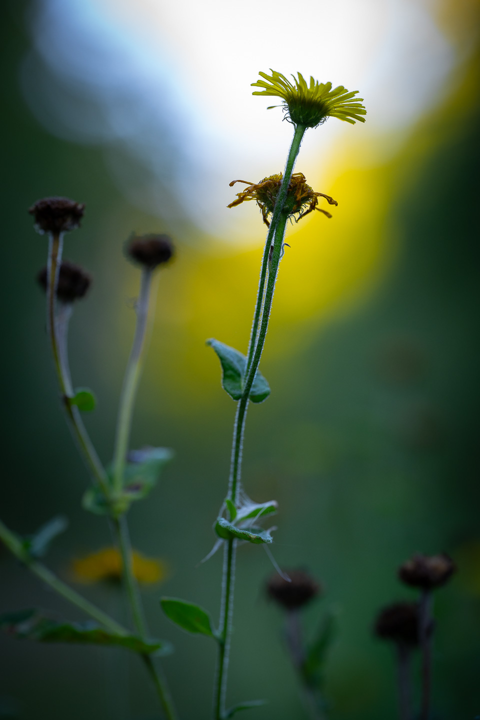 Common fleabane at sunrise.