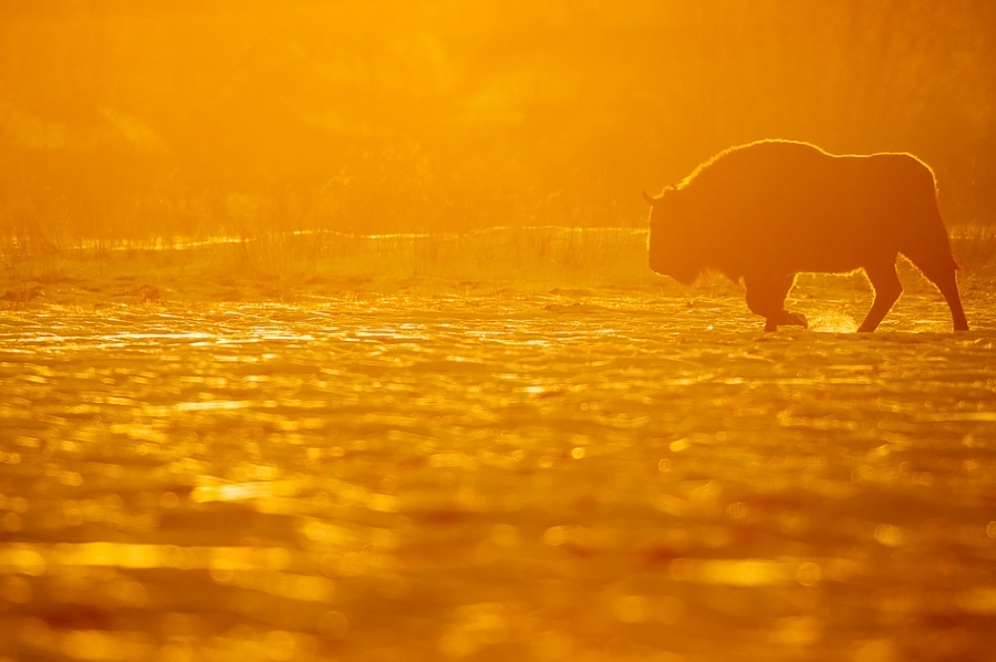 European bison at sunset ​​​​​​​​​​​​​​Bialowieza, Poland