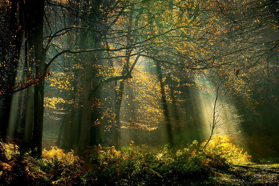 Autumn morning in King's Wood Kent, England