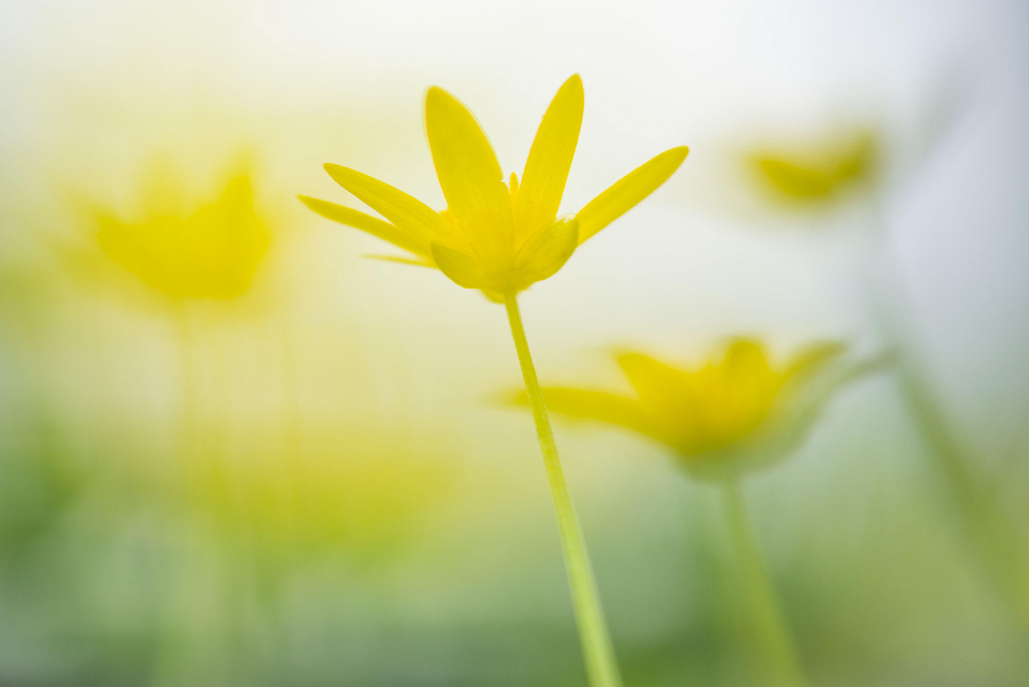 Celandine
