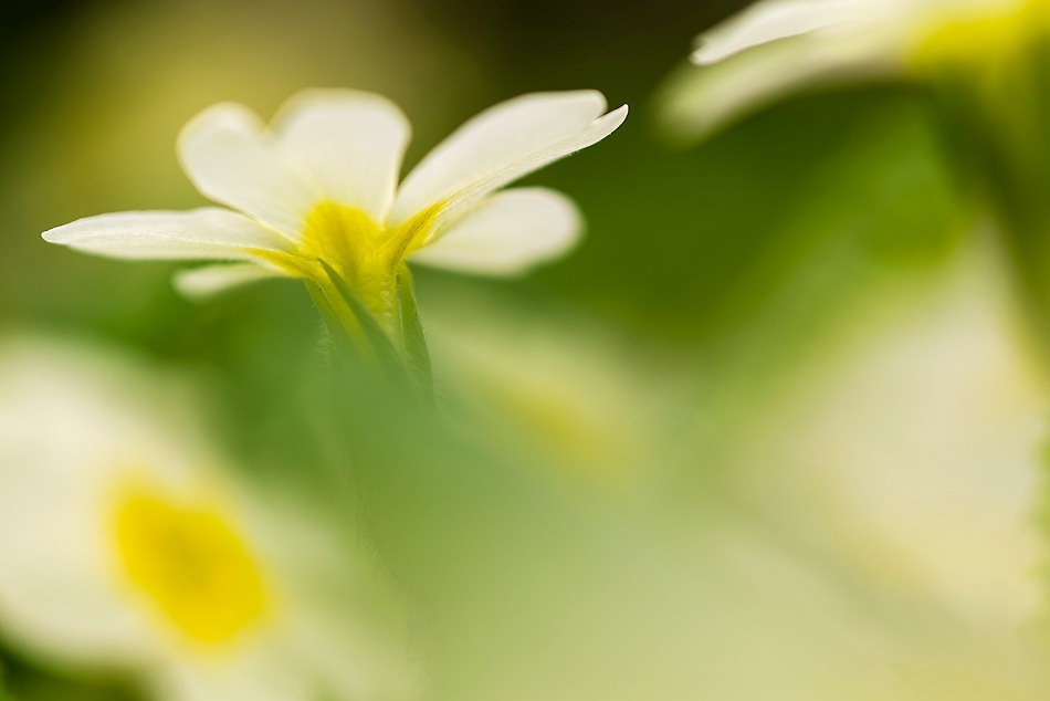 Primrose
