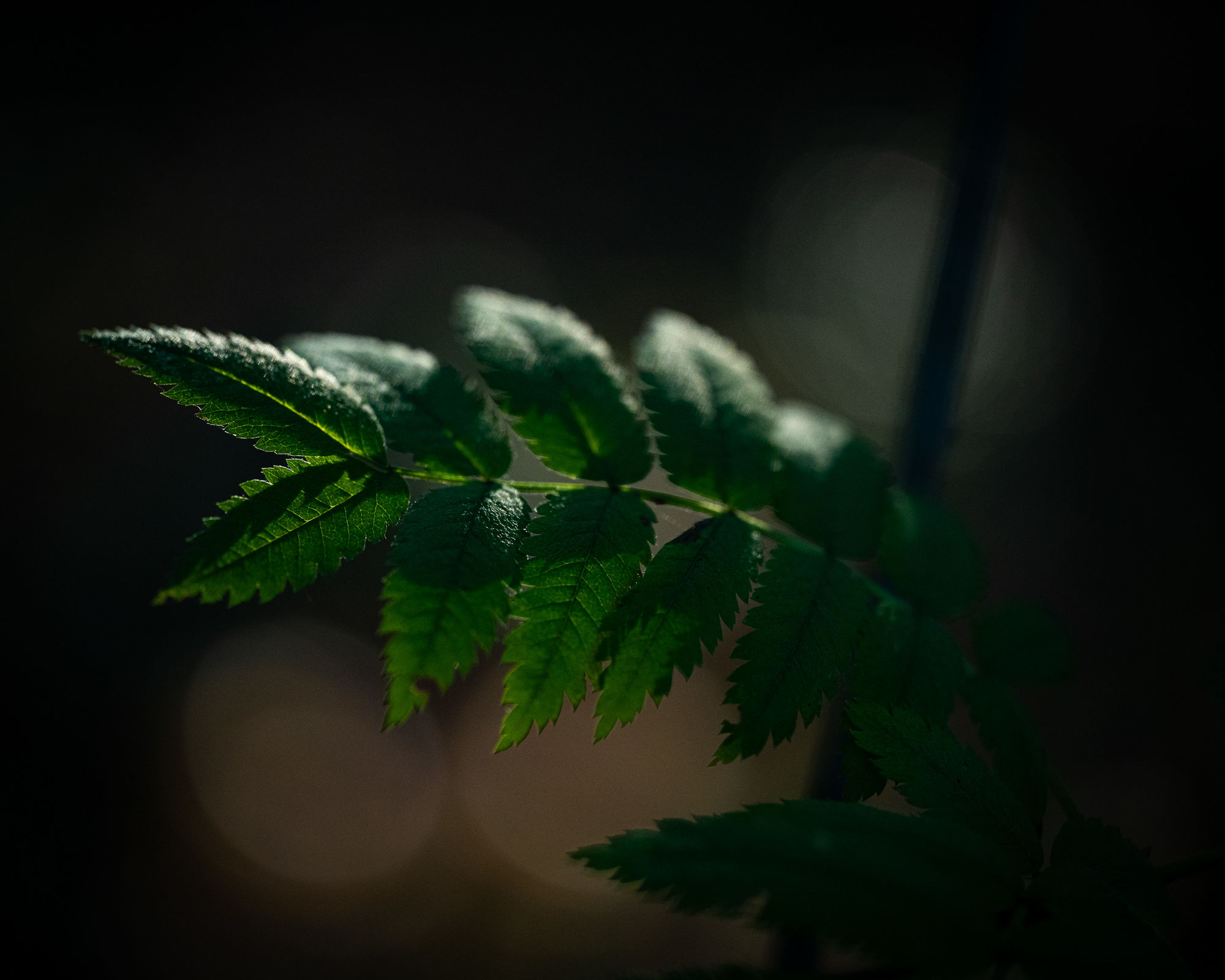 Dark green leaves in dawn light. 