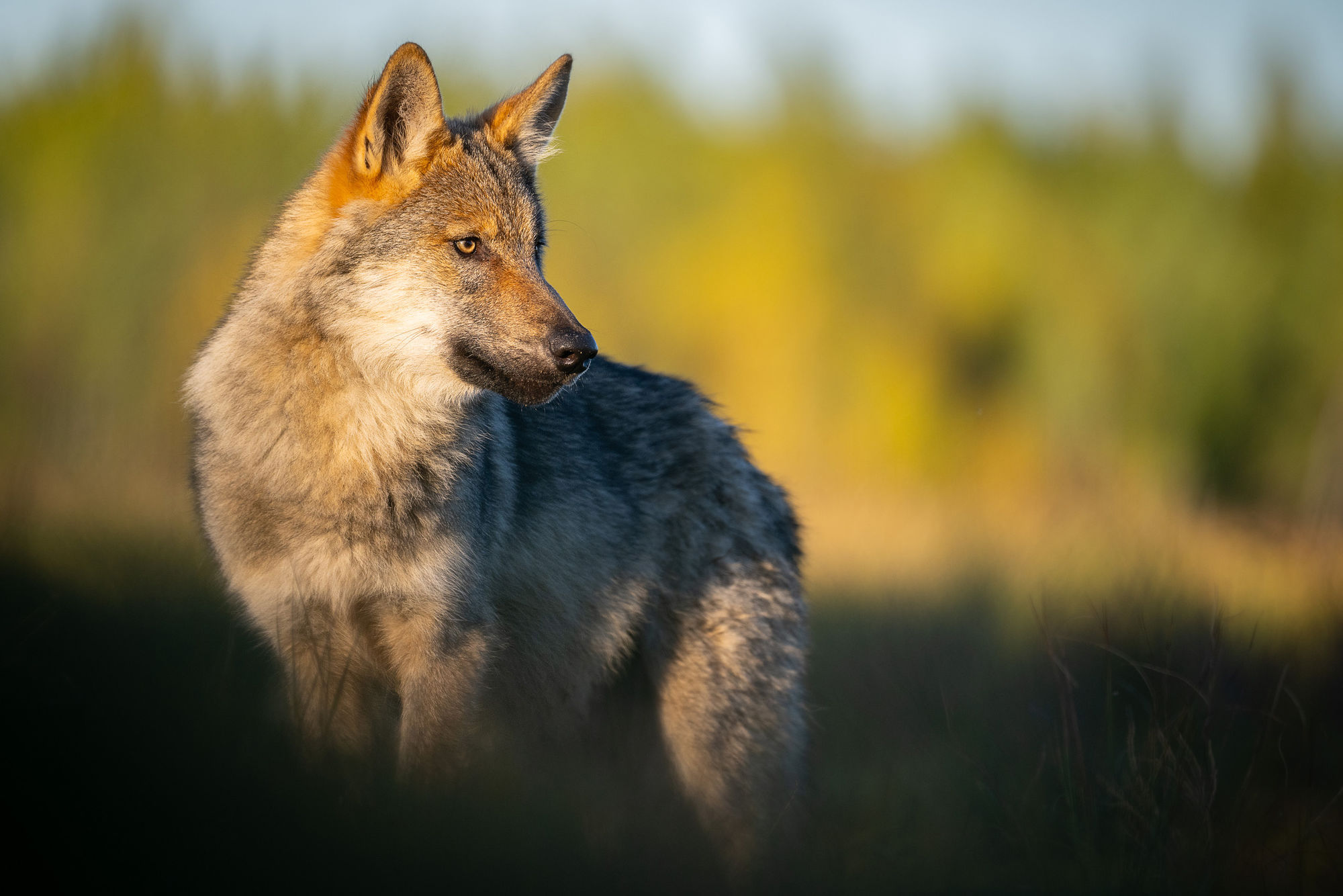 wolf pup portrait view