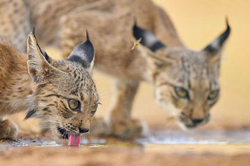 Iberian Lynx