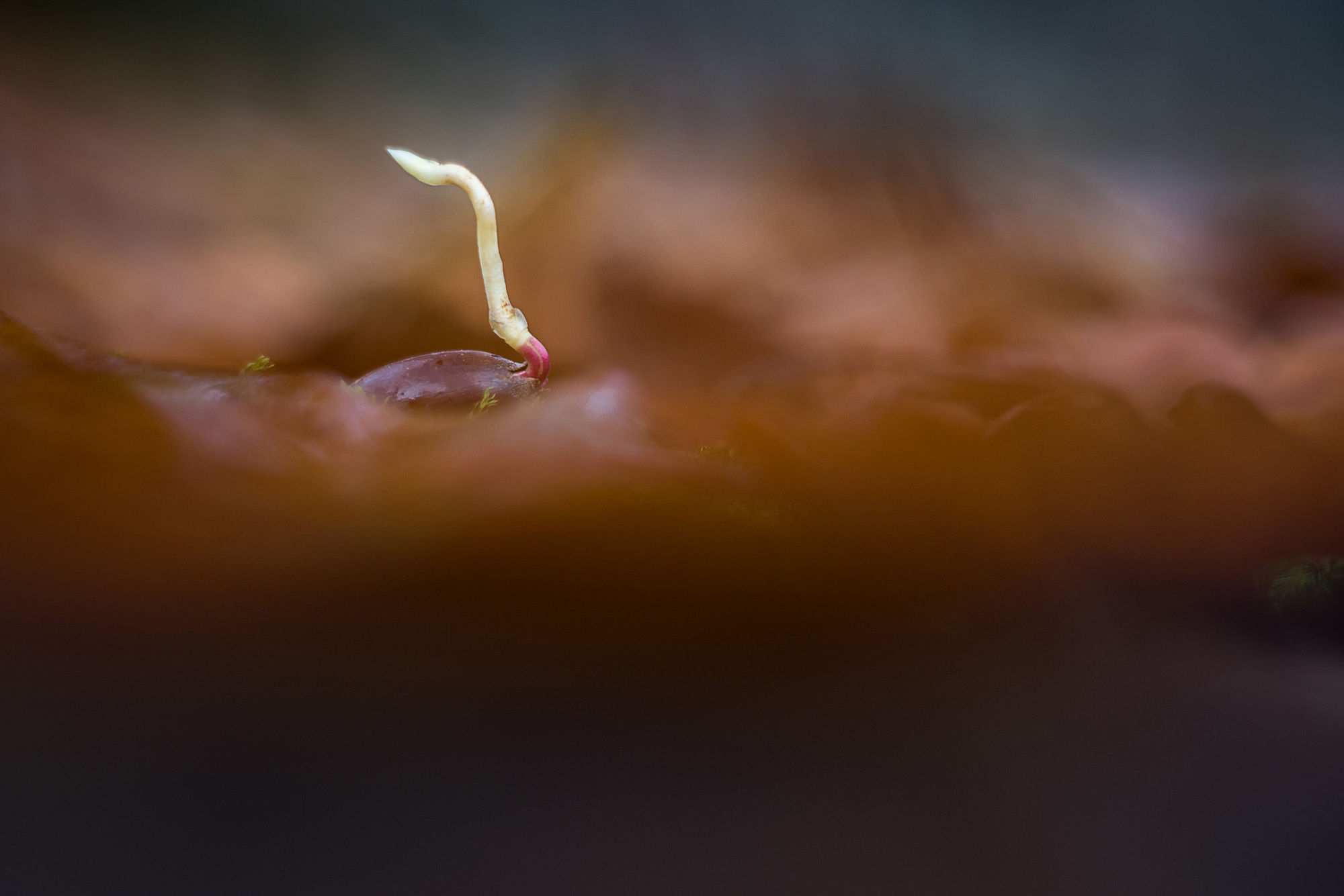 Acorn