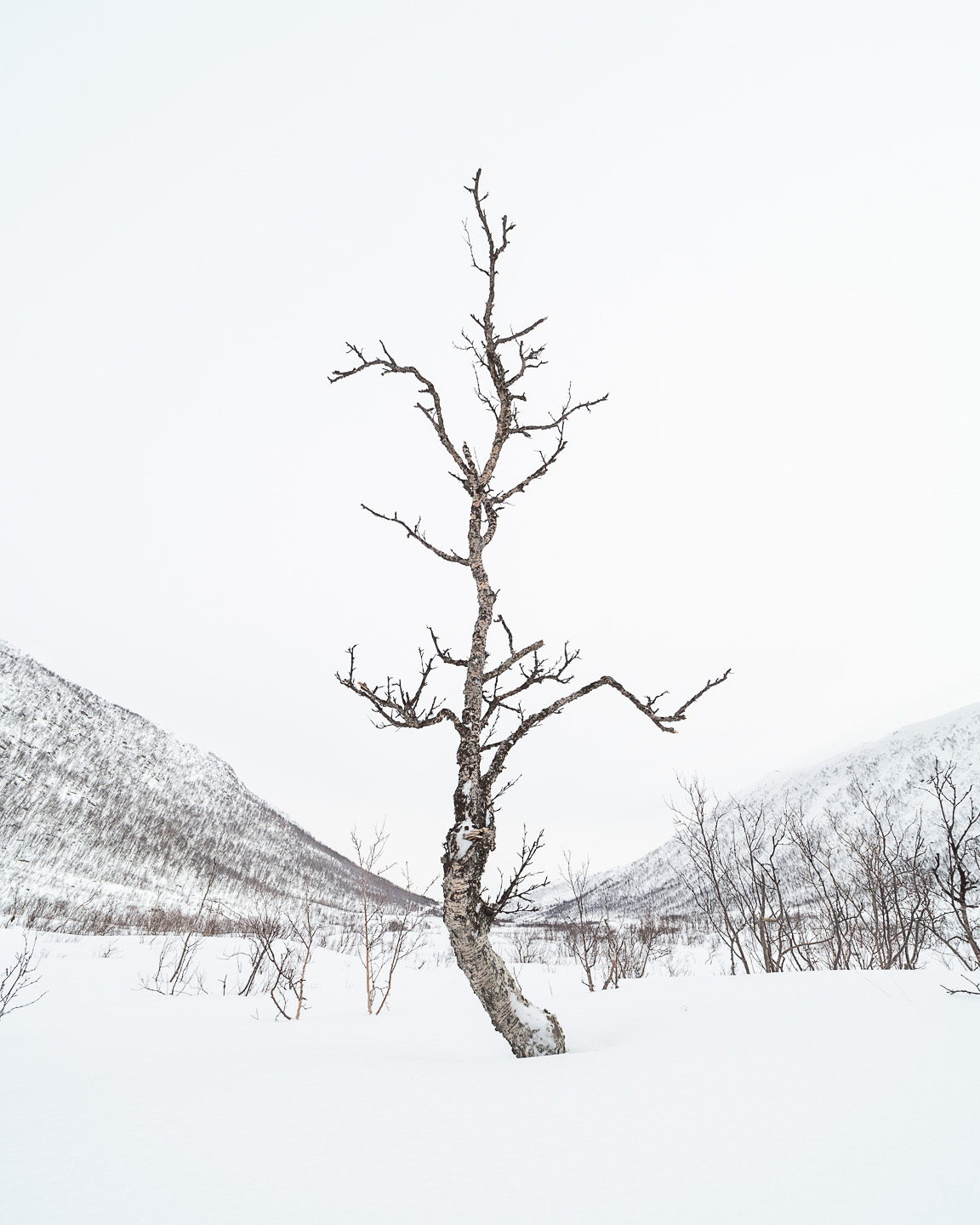 Senja tree