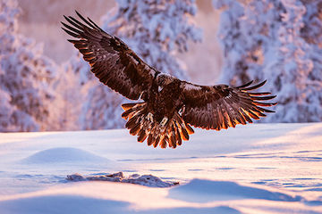 Finland in Winter: Golden Eagles and Winter Wonderland Full-Moon Landscapes