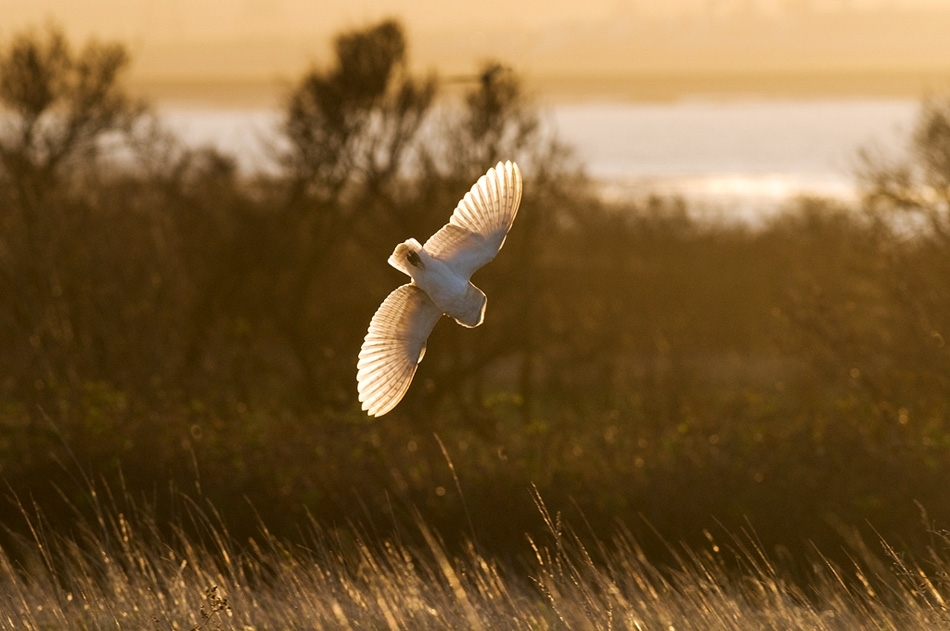 Barn owl swooping