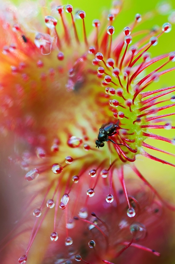 Round-leaved sundew