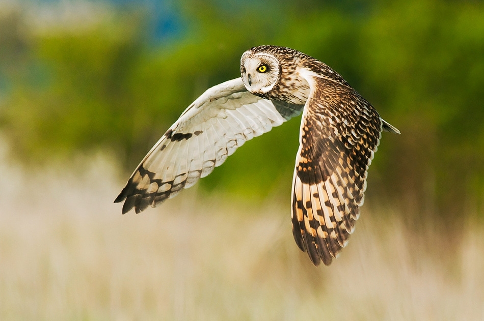 Short-eared owl