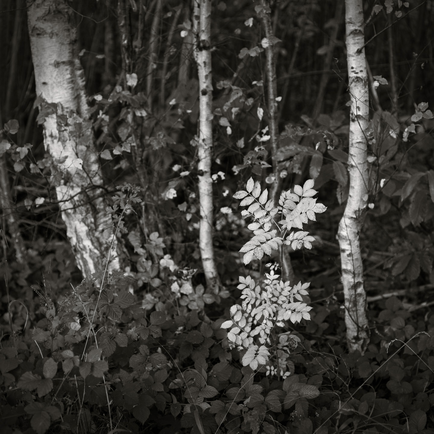 birch and rowan